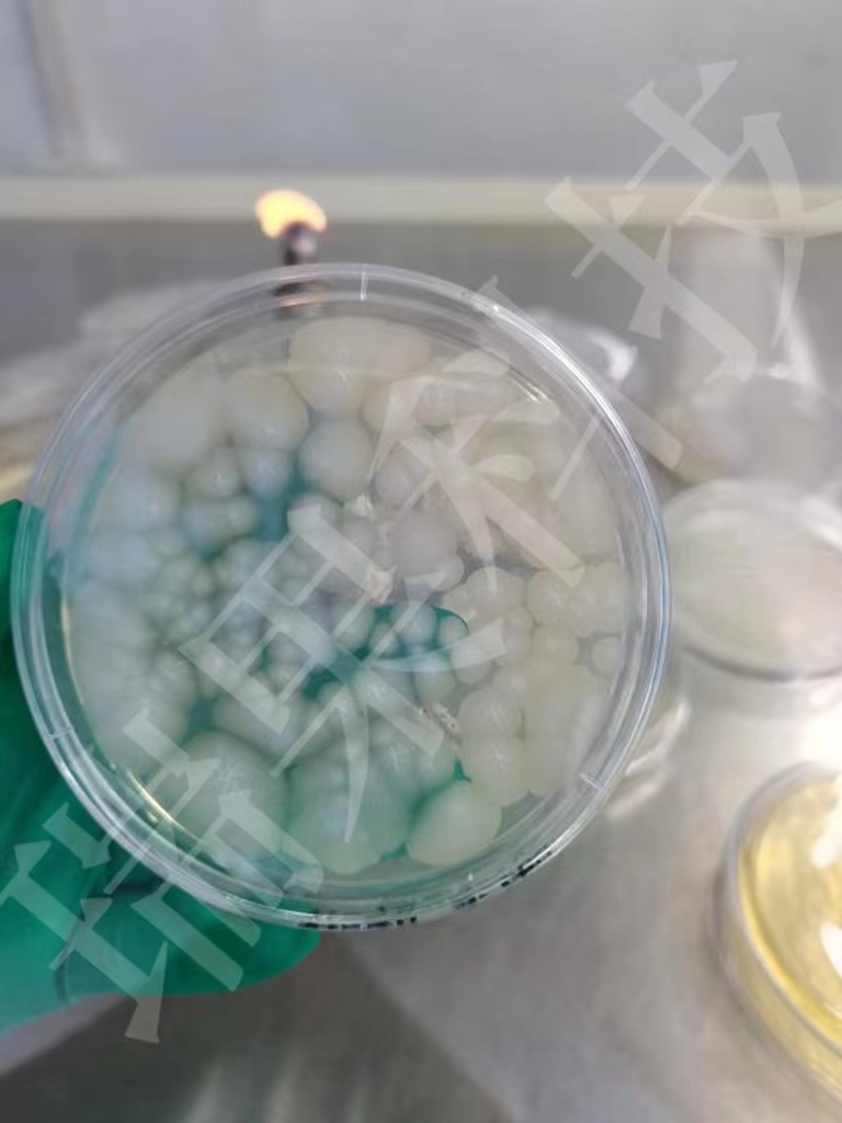 枯草芽孢桿菌涂布